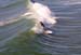 024_Surfing[1]