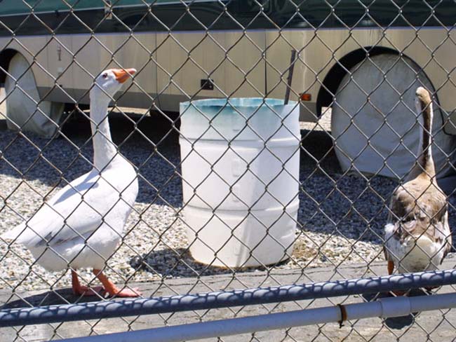 012 Gander Guards